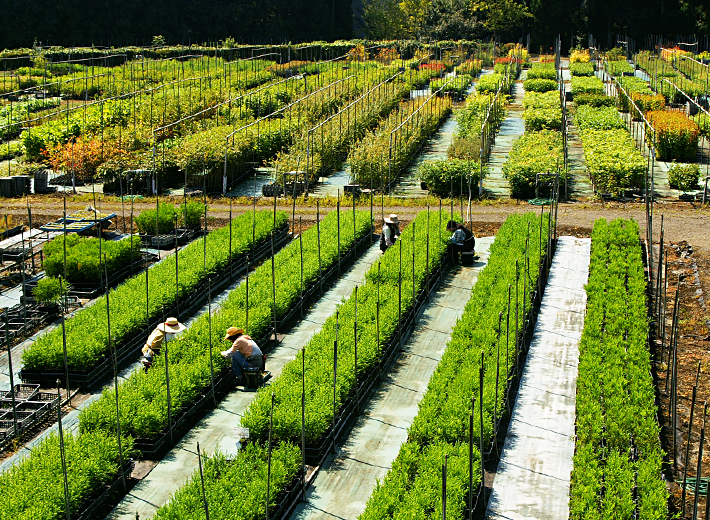 すべての樹木に、 真心を込めて。