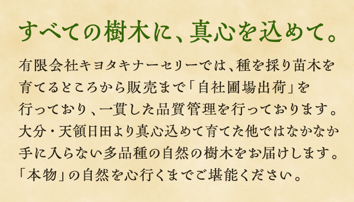 すべての樹木に、 真心を込めて。 有限会社キヨタキナーセリーでは、種を採り苗木を育てるところから販売まで「自社圃場出荷」を行っており、一貫した品質管理を行っております。大分・天領日田より真心込めて育てた他ではなかなか手に入らない多品種の自然の樹木をお届けします。「本物」の自然を心行くまでご堪能ください。
