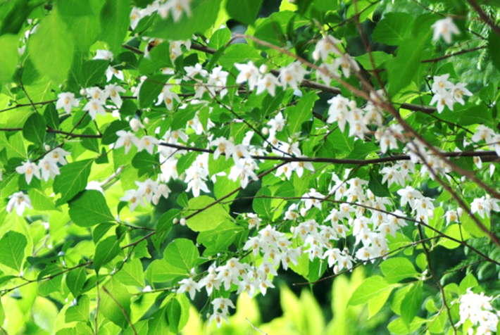 暮らしの中に日本の緑